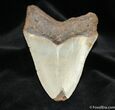 Megalodon Tooth From SC #731-1